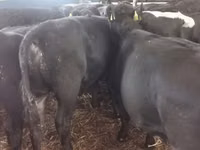 Bull, Aberdeen-Angus — photo 2