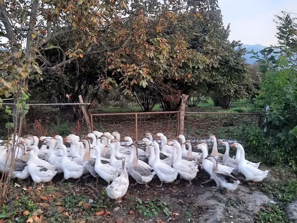Geese