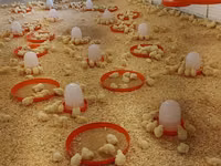 Chickens — Foto 1