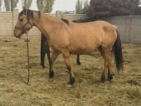 雌馬, Kyrgyz Horse — 写真 3