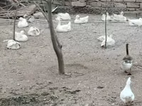 Geese — Foto 1