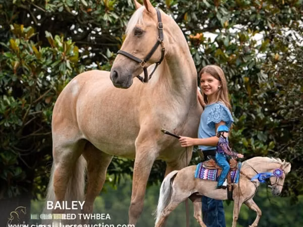 Jument, Palomino