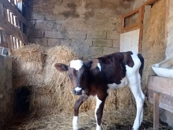 Bulle, Simmental cattle