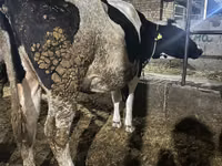 Vache, Race Holstein — photo 2