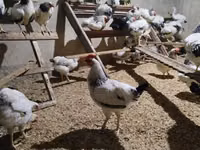 Chickens — Foto 1