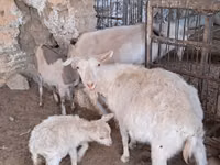 பெண் வெள்ளாடு, Russian White goat — புகைப்படம் 3