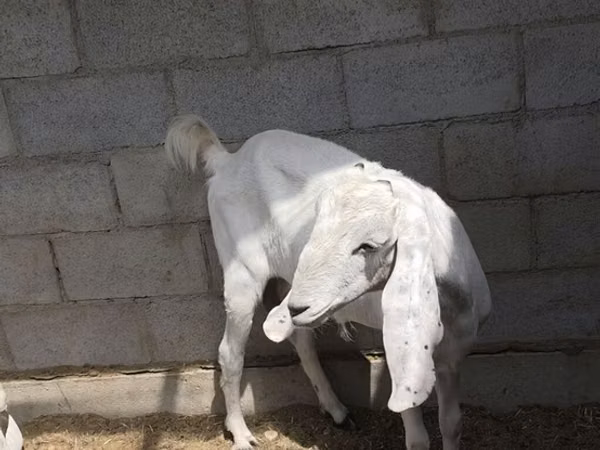 Dişi keçi, Beetal goats