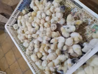 Chickens — Foto 2