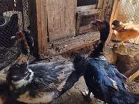 Ducks — foto 2