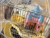 2 eded hamster qefesi ve apilkasi ile birlikde verirem qefes baha — фото 2