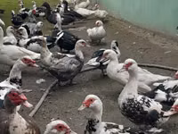 டொமேஸ்டிக் மஸ்கோவி — புகைப்படம் 1