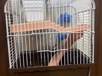 Hamster və ya kiçik gəmiricilər üçün tam dəst: - İki mərtəbəli qəfəs — сүрөт 2
