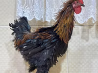 براهما — الصورة 5