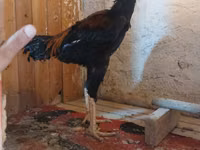 Chickens — foto 6