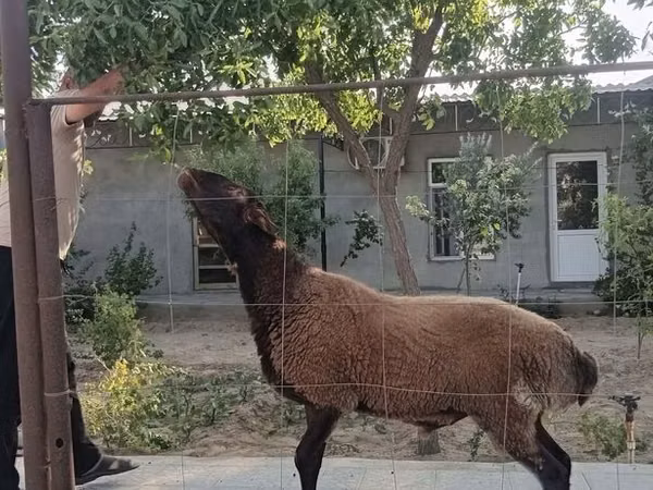 ஆண் ஆடு, Blackheaded Persian sheep