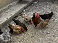 Chickens — foto 5