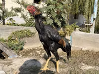 Chickens — புகைப்படம் 1