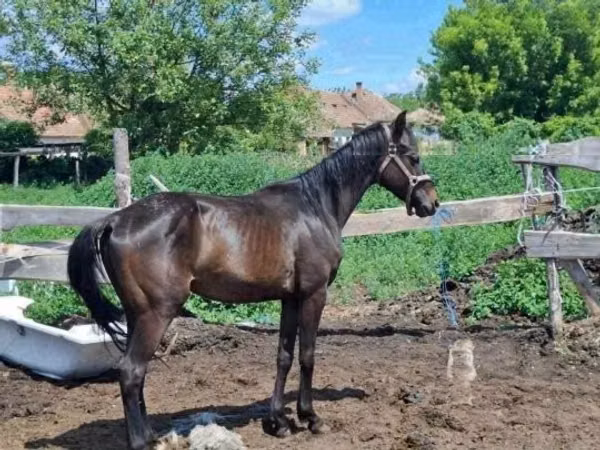 குதிரை, Hungarian horse breed
