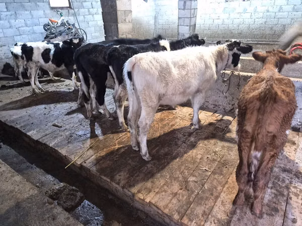 Taureau, Bovins
