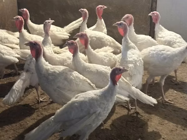 Turkeys — Azerbaycan