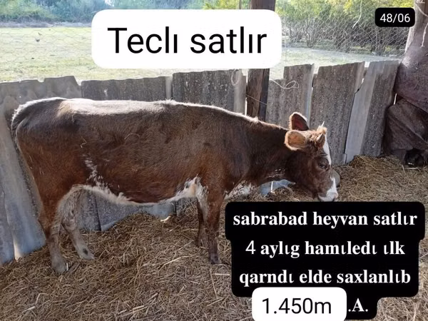 Vaca, Bovinos — Azerbaijão