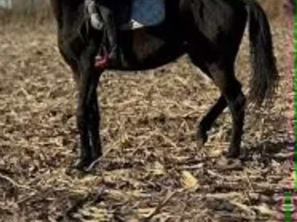 குதிரை, Hungarian horse breed