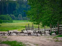 ვერძი, Romanov sheep — ფოტო 1