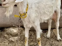 Dişi keçi, Saanen goat — foto 1