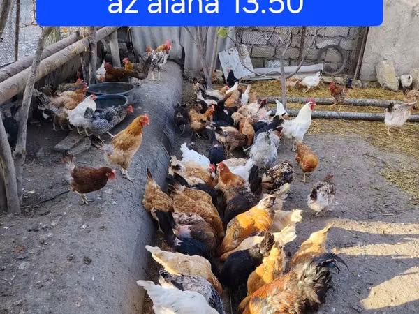 Unvan qaracuxur hamisi saglamdilar yumurtalayirlar xoruzlar 20