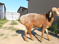 Қошқар, Agin sheep — 5-сурет