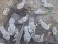 Ducks — 4-сурет