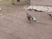 Turkeys — zdjęcie 1