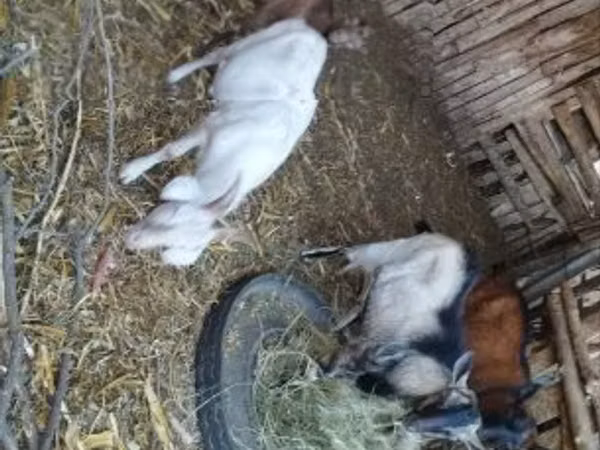 Kozy (šarže, pohlaví neuvedeno), Kozy