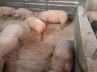 Sow, Pigs — photo 2