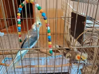 Nimfa (cockatiel) cütü və qəfəslə birlikdə komplekt. - 2 ədəd nimfa — 照片 3
