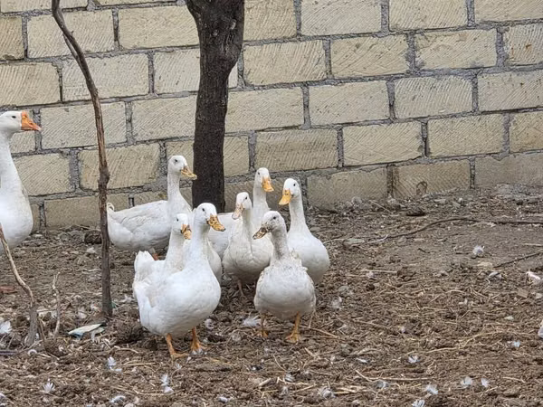 Ducks — Azerbaycan