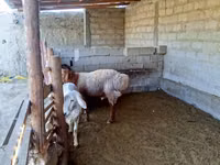 Baran, Owce — zdjęcie 5