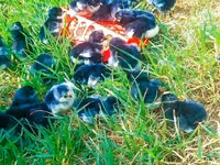 Shamo chickens — photo 3