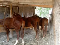 Kůň, Koně — foto 3