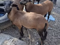 Qoʻchqor, Cameroon sheep — 2-rasm