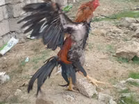 Chickens — 写真 5