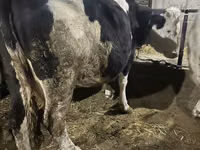 Vache, Race Holstein — photo 6