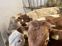 Byk, Simmental cattle — zdjęcie 4