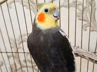 Qefessiz 60anat Nimfa (Cockatiel) cütü Məhsulun tərkibi: - 2 ədəd — foto 3