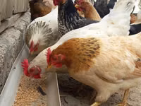 Chickens — zdjęcie 1