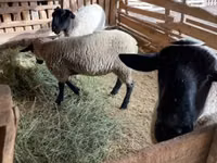 Қошқар, White Suffolk sheep — 1-сурет