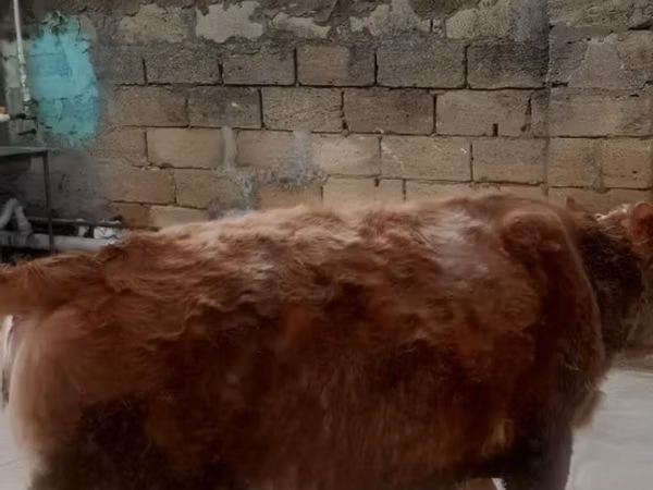 Krowa, Simmental cattle — Azerbejdżan