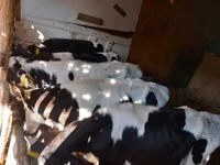 Touro, Russian Black pied cattle — foto 1