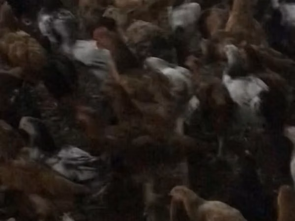 Australský bojový