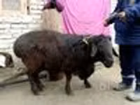 ஆண் ஆடு, ஆடுகள் — புகைப்படம் 6
